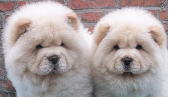 松狮犬不能在什么情况下洗澡（如何保护松狮犬的皮肤健康）