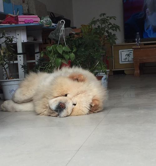松狮犬不能在什么情况下洗澡（如何保护松狮犬的皮肤健康）