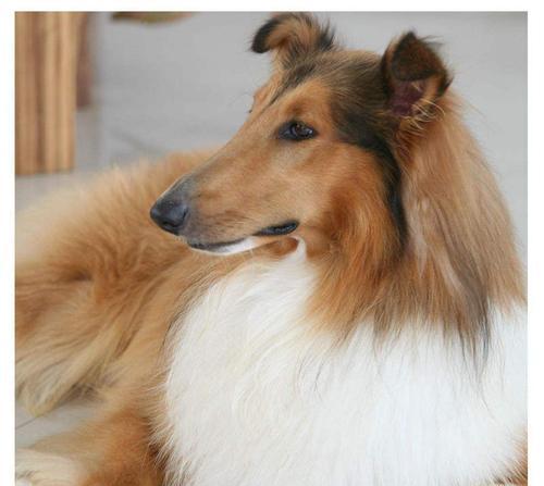 苏格兰牧羊犬的食欲问题（宠物主人必读的护理指南）