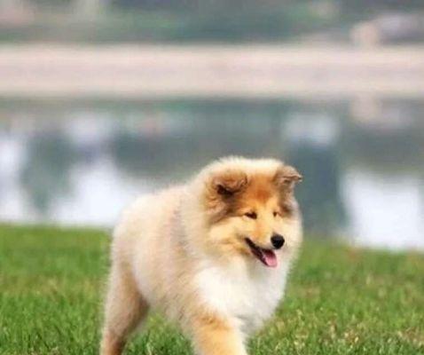 养狗的小诀窍——苏格兰牧羊犬（以宠物为主的饲养技巧）