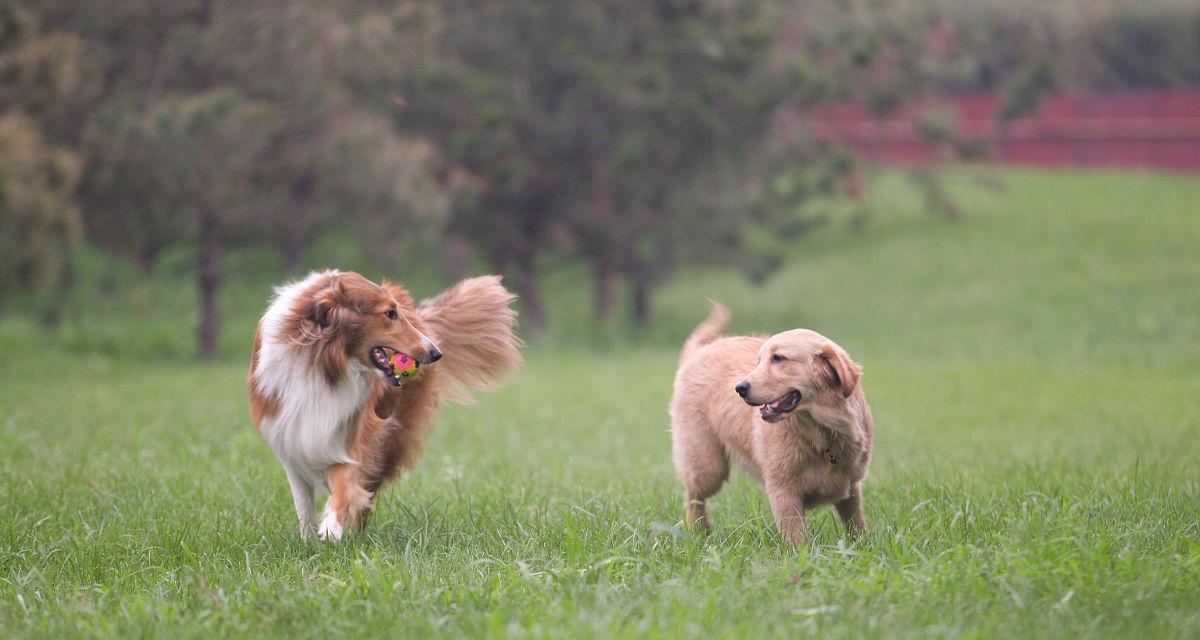 苏格兰牧羊犬VS金毛——不同的宠物选择