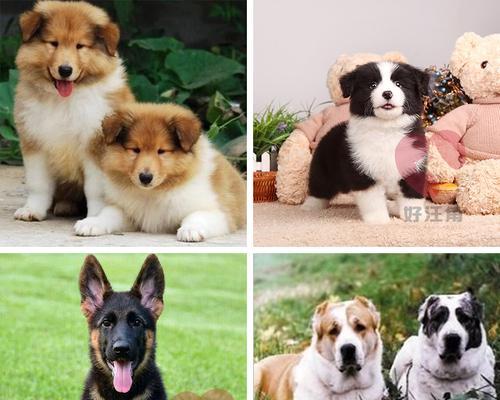 苏格兰牧羊犬VS金毛——不同的宠物选择