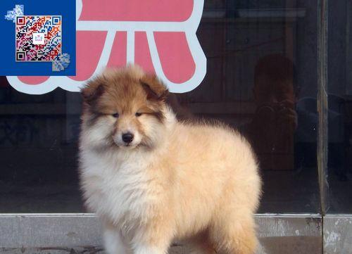 探究苏格兰牧羊犬的体型特征（了解苏格兰牧羊犬的身高、体重及健康状况）