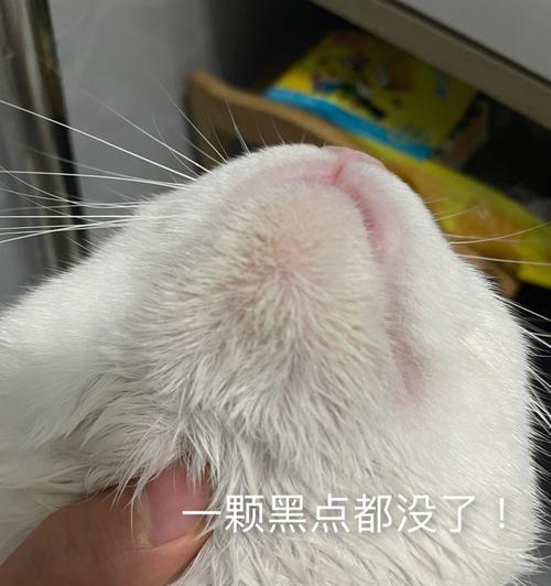 为什么猫咪都喜欢被挠下巴？（揭秘猫咪下巴挠痒的神秘原因，猫咪下巴挠痒）