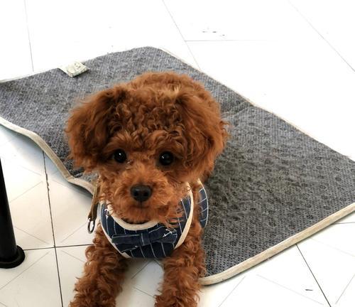 泰迪犬打疫苗过敏处理指南（如何正确应对泰迪犬疫苗过敏？）