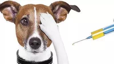 泰迪犬打疫苗过敏处理指南（如何正确应对泰迪犬疫苗过敏？）