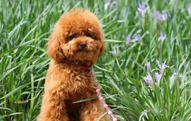 以泰迪犬繁育需要注意的问题（宠物繁育指南，关注泰迪犬）