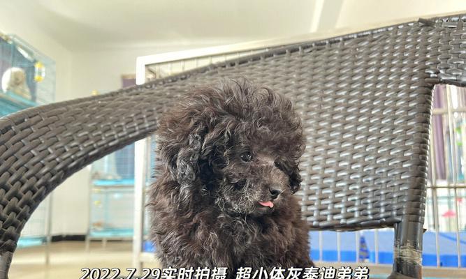 以泰迪犬繁育需要注意的问题（宠物繁育指南，关注泰迪犬）