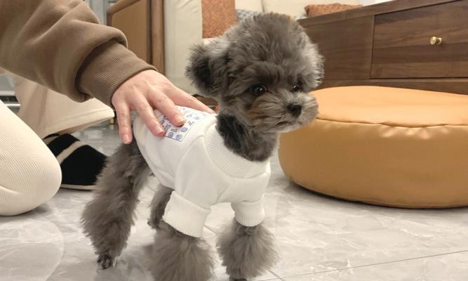 泰迪犬太瘦了怎么办？（宠物增肥的实用方法，让你的泰迪健康快乐地成长）