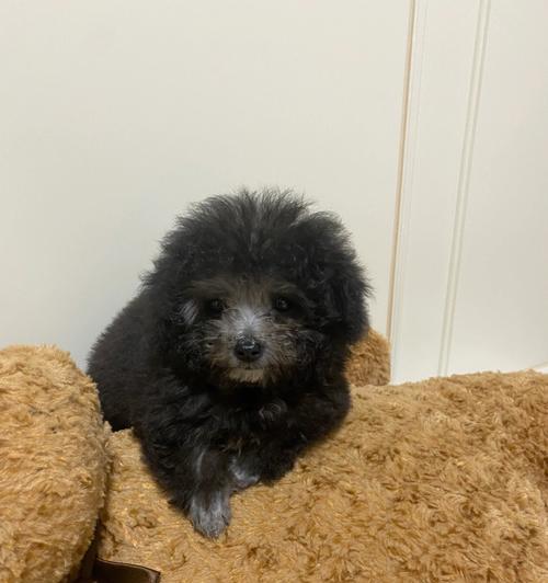 泰迪犬剃胎毛的最佳时机（以宠物为主，如何最好地处理泰迪犬胎毛？）