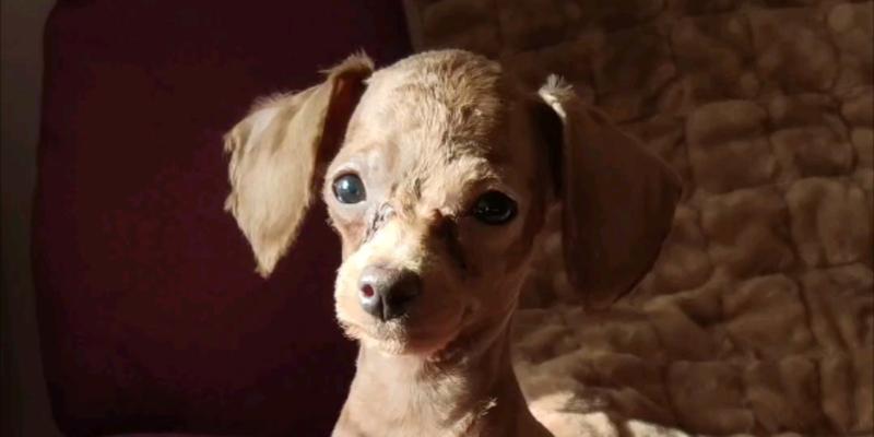泰迪犬剃胎毛的最佳时机（以宠物为主，如何最好地处理泰迪犬胎毛？）