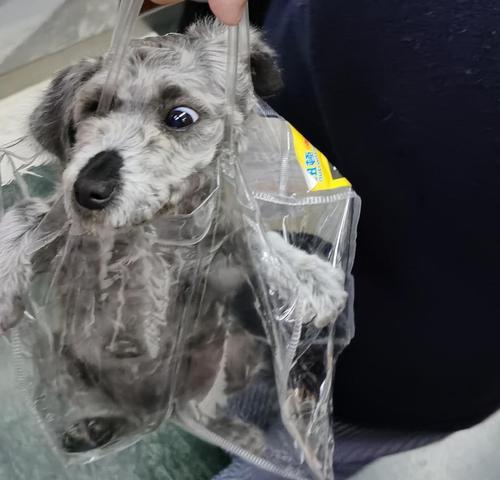 泰迪犬剃胎毛的最佳时机（以宠物为主，如何最好地处理泰迪犬胎毛？）