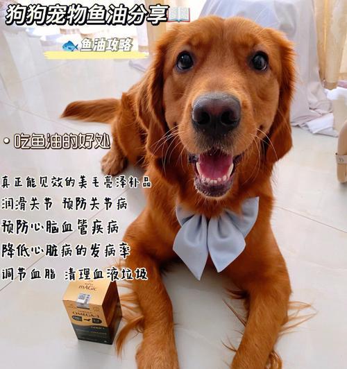如何保护你的娃娃狗狗的视力（以宠物为主的视力保护措施）