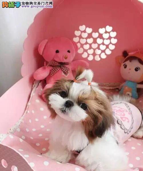 玩赏犬品种详解（探寻适合作为宠物的玩赏犬品种）