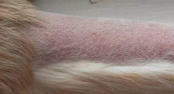 万能梗会得皮肤病？如何预防和治疗？（以宠物为主的皮肤病防治措施）
