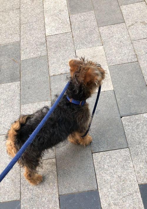 万能梗犬的合适饮食量（每次吃多少才符合标准？）