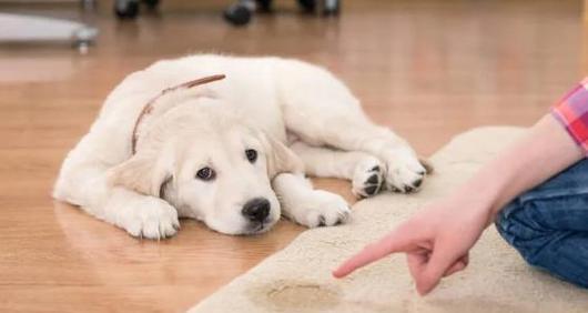打造舒适睡眠环境，让爱犬安然入眠（以宠物为主，如何构建舒适的睡眠空间）