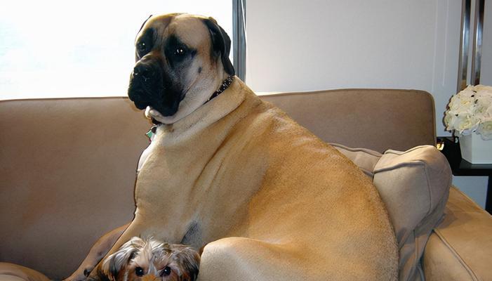 如何正确地梳理你的大丹犬的毛发？（让你的宠物更健康、更漂亮！）