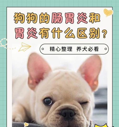 节假日为何是狗狗高发病期？（探究狗狗健康状况和节假日的关系，预防和治疗的建议）