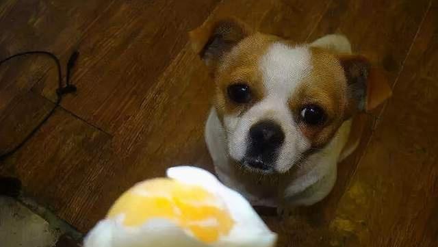 为宠物健康着想，不要让它们吃撑（怎样才能让宠物健康饮食？——以狗狗为例）