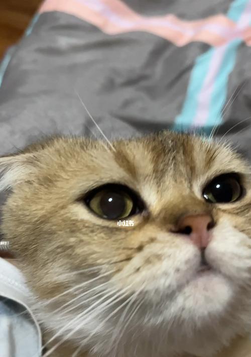 猫咪的眼睛大小之谜（探究猫咪眼睛大小变化的原因与意义）