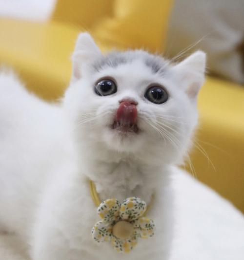 猫咪的眼睛大小之谜（探究猫咪眼睛大小变化的原因与意义）