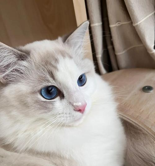 猫咪的眼睛大小之谜（探究猫咪眼睛大小变化的原因与意义）