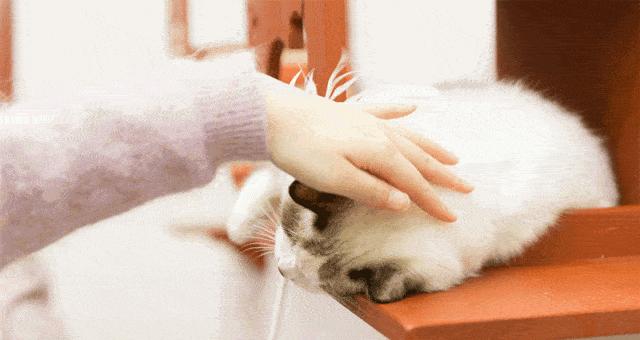 揭秘猫咪为何喜欢咬人扑人的原因（解析猫咪的本能与习性，）