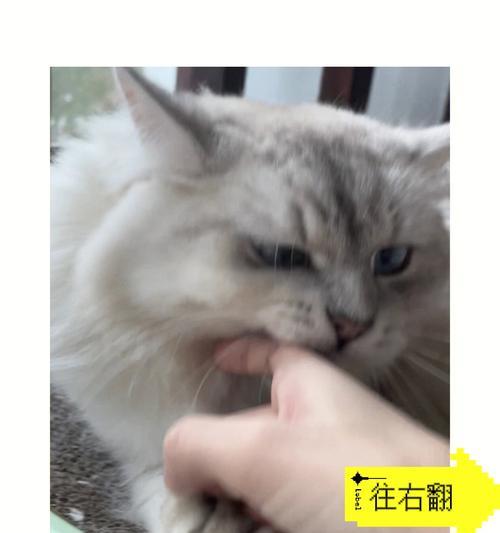 揭秘猫咪为何喜欢咬人扑人的原因（解析猫咪的本能与习性，）