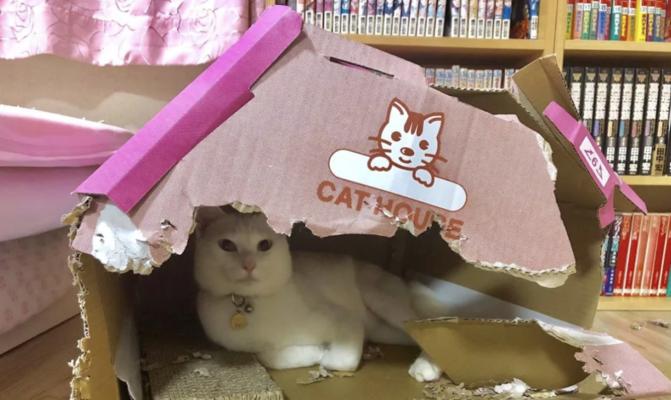 为什么猫咪钟情于快递纸箱？（探究猫咪对纸箱的狂热与心理作用）