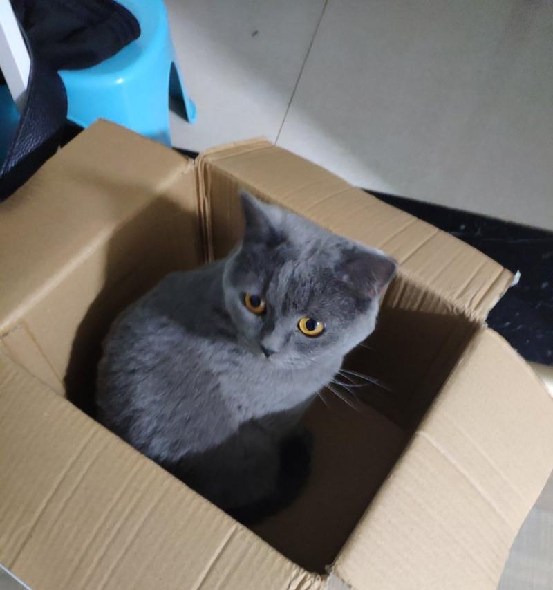 为什么猫咪钟情于快递纸箱？（探究猫咪对纸箱的狂热与心理作用）