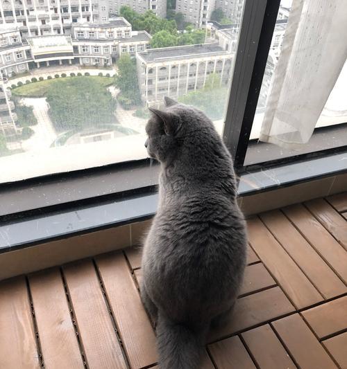 猫咪为什么总是看着窗外？（探究猫咪天性与环境对其行为的影响）