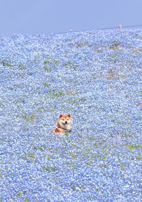 秋田犬突然袭击人的原因（探究宠物行为学，了解秋田犬攻击人的原因与预防方法）