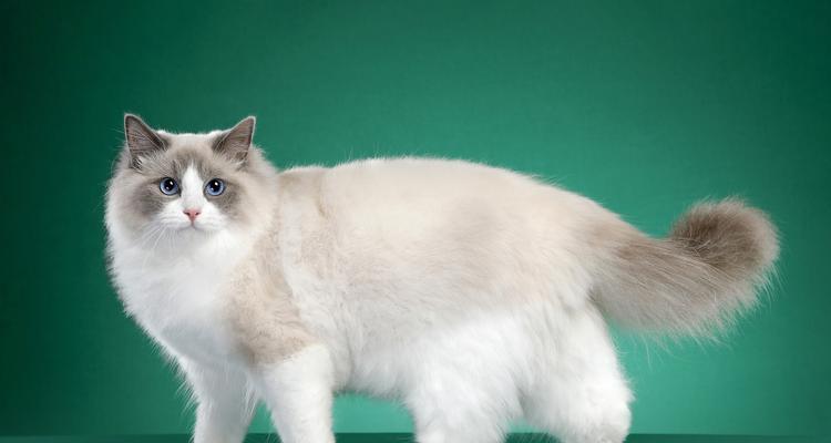 养布偶猫，为什么要多梳毛？（保持健康、美丽的秘诀）