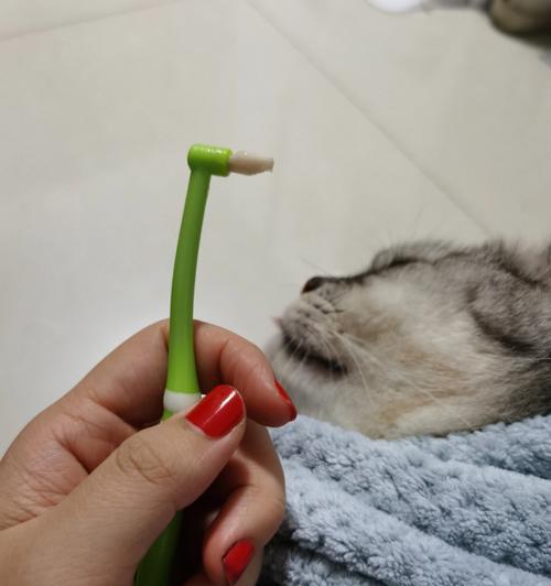 为什么要坚持给布偶猫刷牙？（宠物健康必不可少，口腔清洁更应重视）