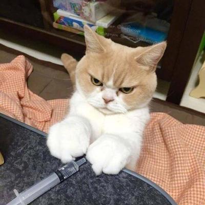 为什么有些猫咪比较凶？（探究猫咪攻击人的原因及解决方法）
