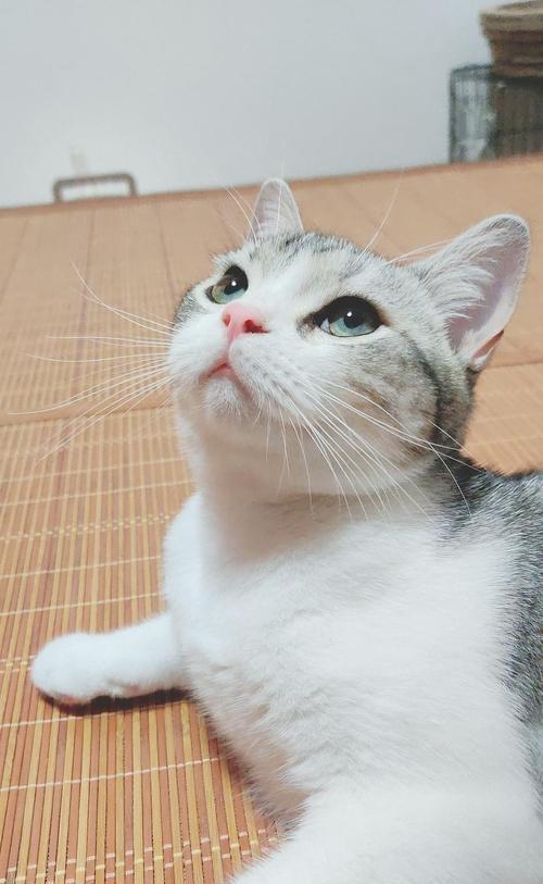 为什么有些猫咪比较凶？（探究猫咪攻击人的原因及解决方法）