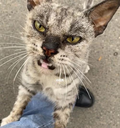 为什么有些猫咪比较凶？（探究猫咪攻击人的原因及解决方法）