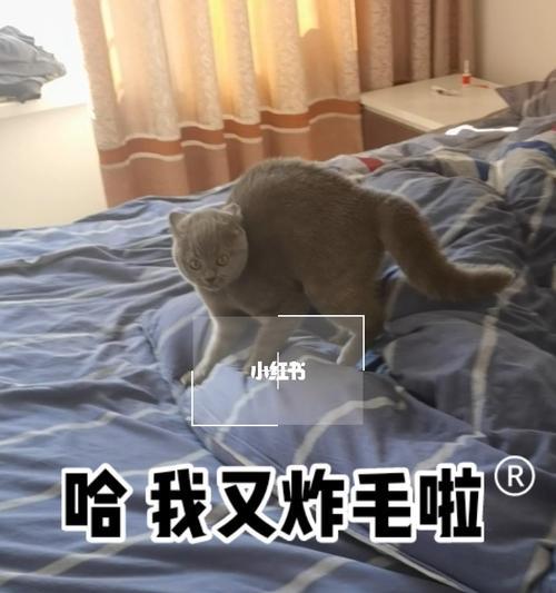 为什么猫咪会炸毛？（探究猫咪毛发异常现象的原因，了解如何正确处理）