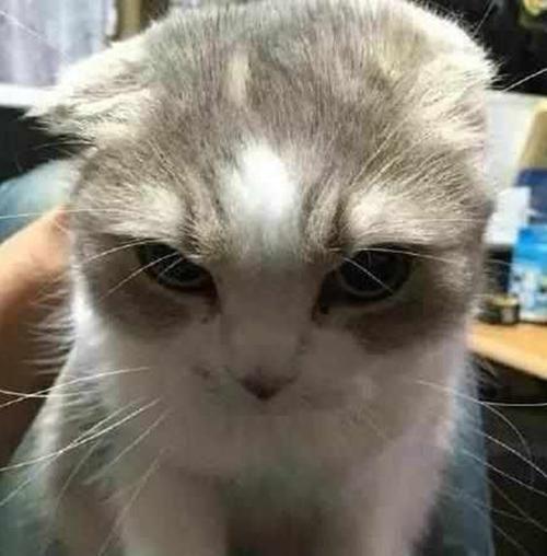 为什么猫咪会炸毛？（探究猫咪毛发异常现象的原因，了解如何正确处理）