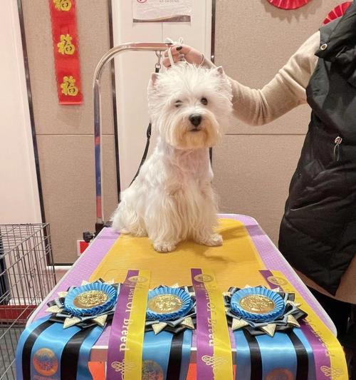 宠物犬便秘应急手册（如何帮助你的西高地白梗克服便秘？）