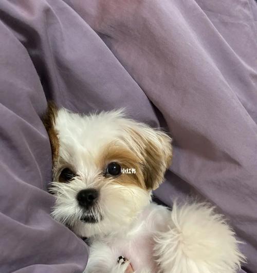 以西施犬为例，洗澡频率怎么把握？（最佳洗澡周期是多久？如何根据季节和毛发状况调整？）