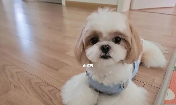 以西施犬为例，洗澡频率怎么把握？（最佳洗澡周期是多久？如何根据季节和毛发状况调整？）