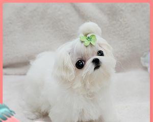 如何补钙给以西施犬（宠物缺钙该怎么办？-以西施犬的补钙方法）