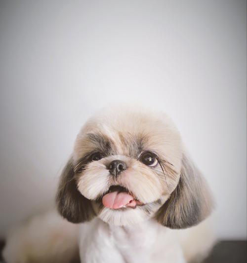 以西施犬寿命为警钟，珍惜你的爱宠（宠物也有寿命，怎样延长宠物寿命？）