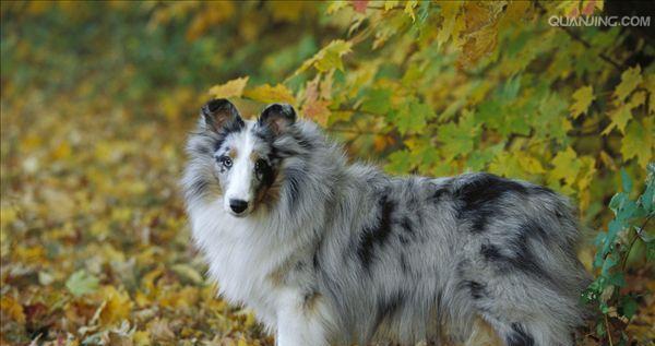 如何正确梳理喜乐蒂牧羊犬的毛发（宠物养护必读，让你的狗狗变得更漂亮）