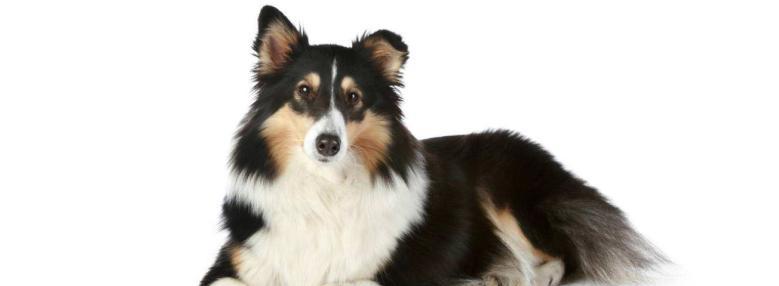 以喜乐蒂犬得了白内障，如何治疗？（宠物白内障常见病，关注眼部健康是关键）