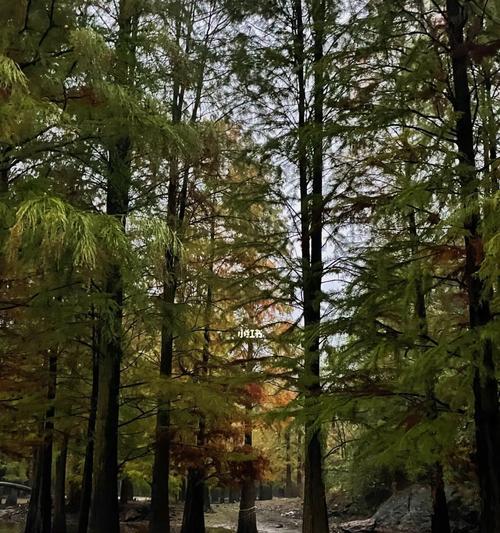下雨天，带宠物狐犬散步的注意事项（银狐犬的特点和适应性、在雨天散步需要注意的事项和准备工作）