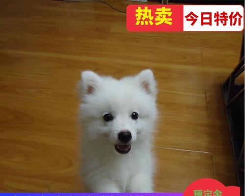 夏日必备！如何使用日本尖嘴给宠物剪毛？（日本尖嘴剪毛工具的优点与使用技巧）