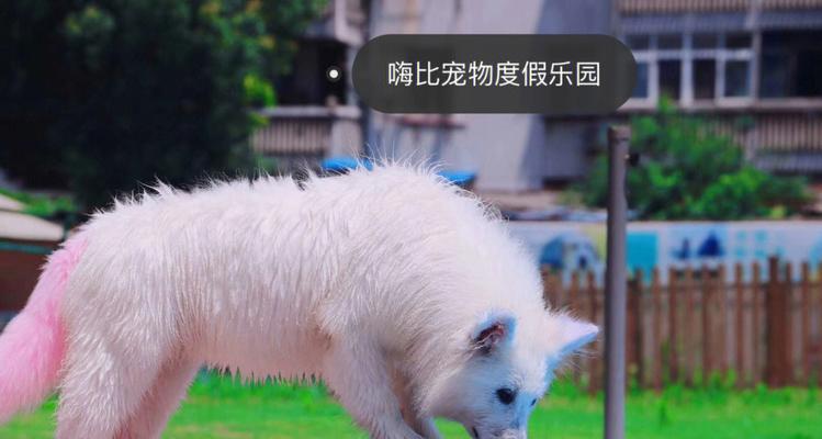 夏季如何防止萨摩耶狗狗中暑？（宠物家长必看！夏季防中暑攻略）